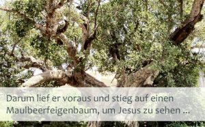 Kreuzkirche: 7. So. n. Trinitatis, Gottesdienst "Maulbeerfeigenbaum" @ Ansgarkirche-Gottesdienst